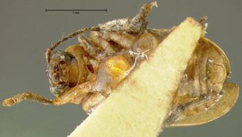 Media type: image; Entomology 35481   Aspect: habitus ventral view